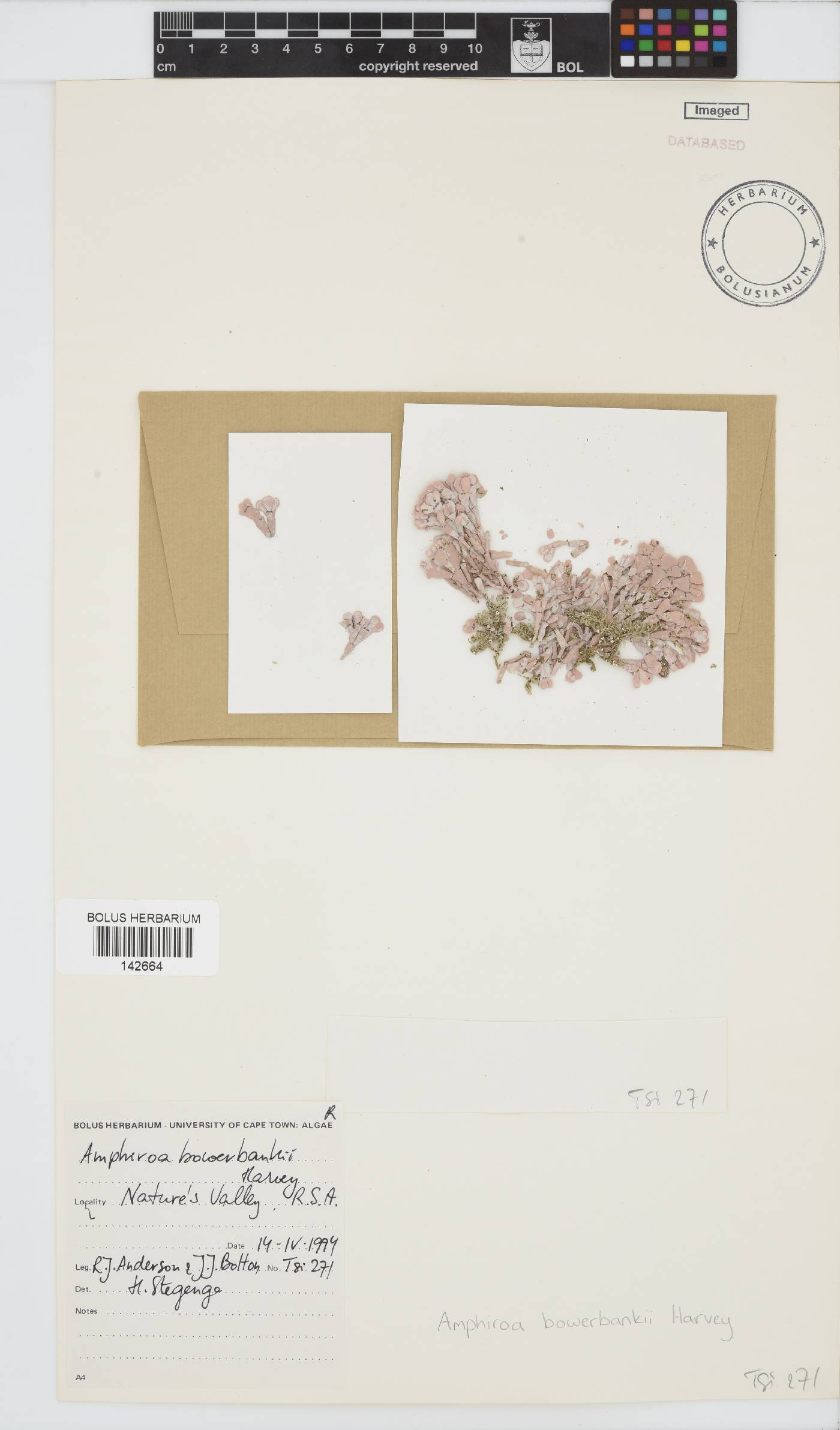 Amphiroa image