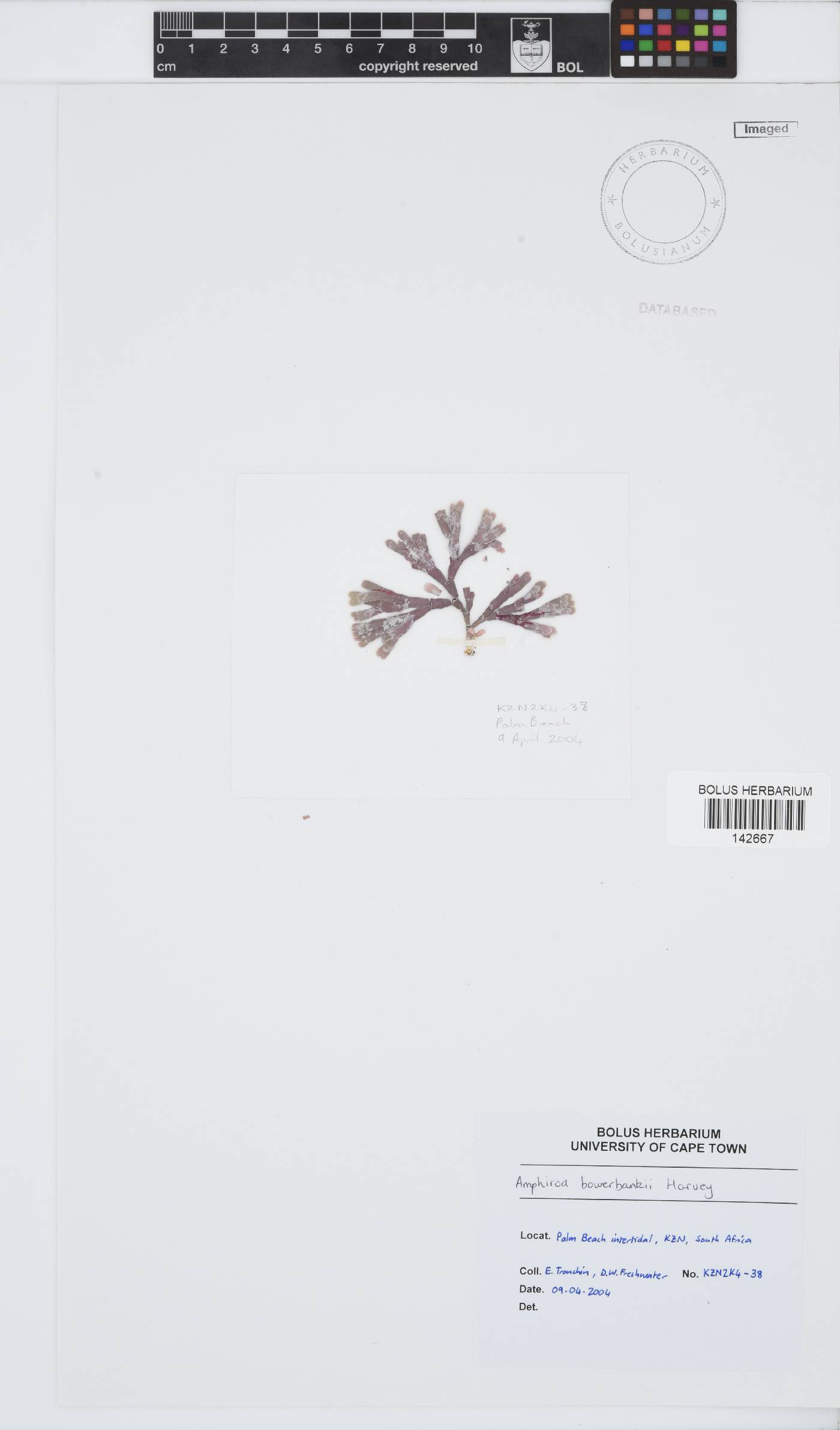 Amphiroa bowerbankii image