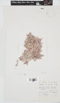 Amphiroa bowerbankii image