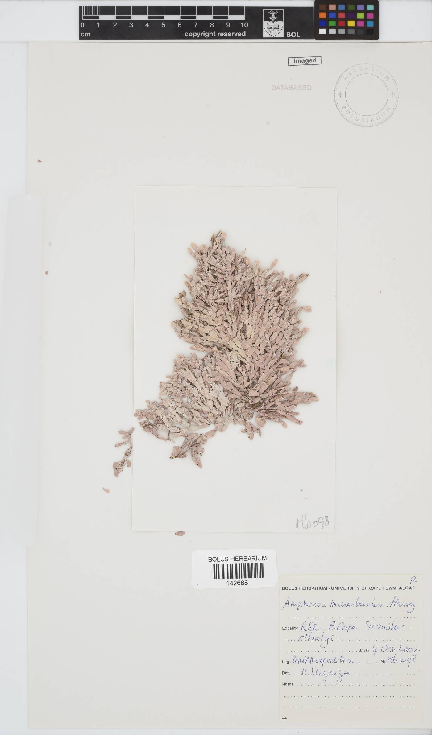 Amphiroa bowerbankii image