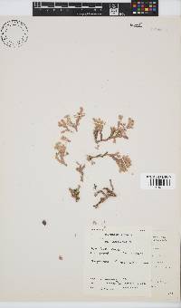 Amphiroa bowerbankii image