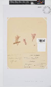 Amphiroa bowerbankii image