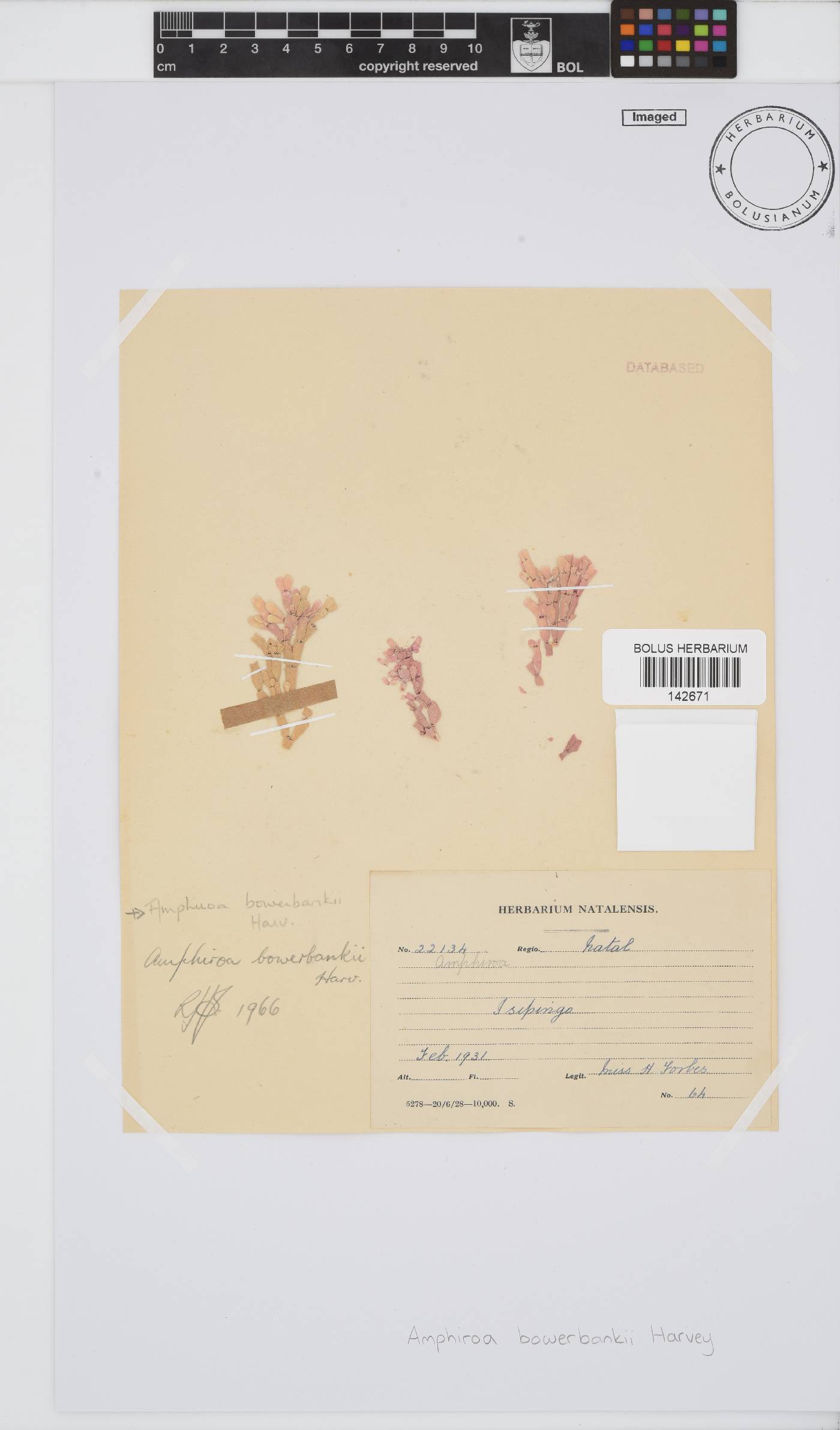 Amphiroa bowerbankii image