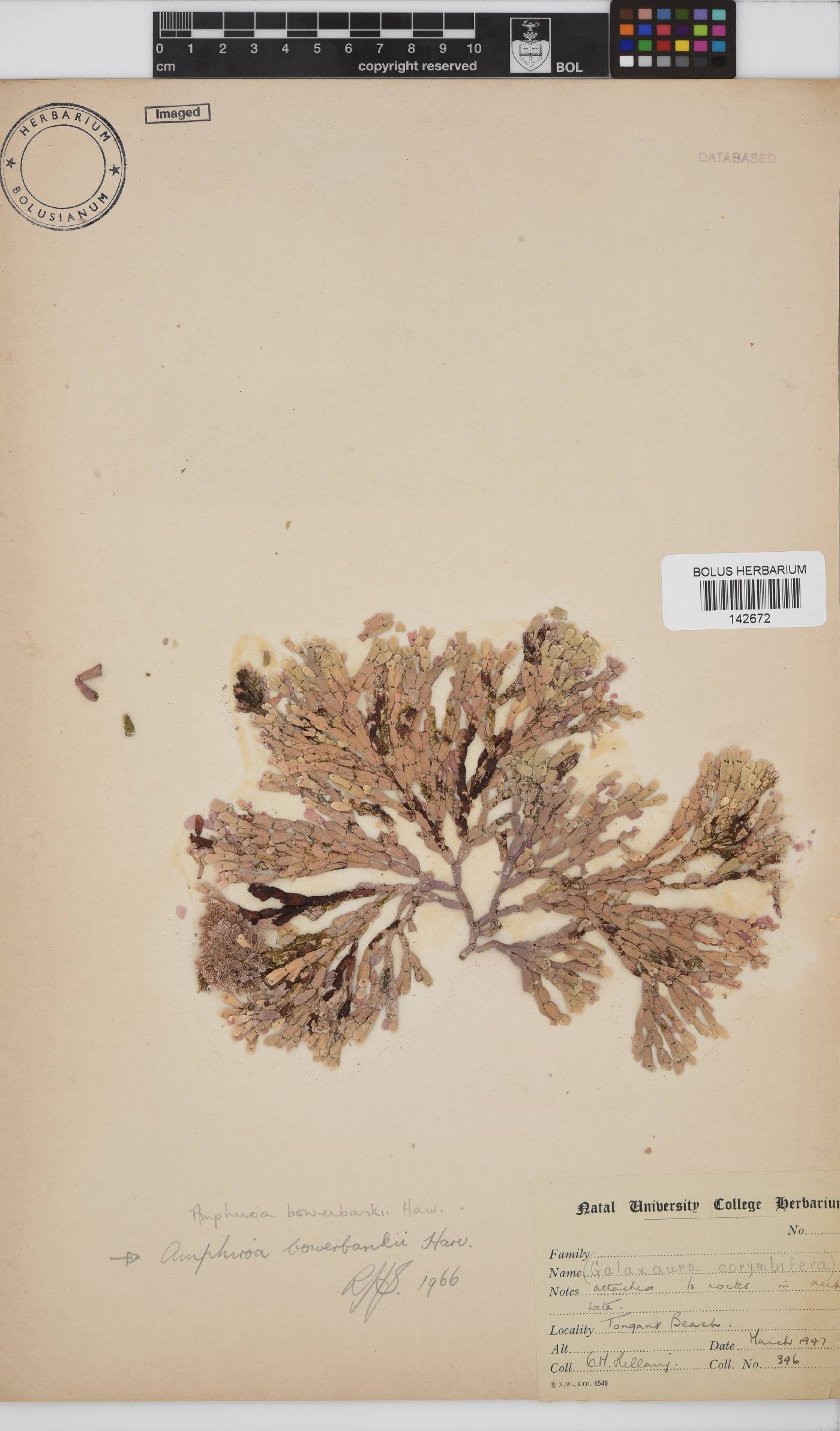 Amphiroa bowerbankii image