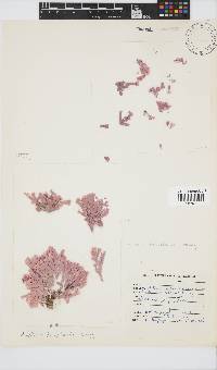 Amphiroa bowerbankii image