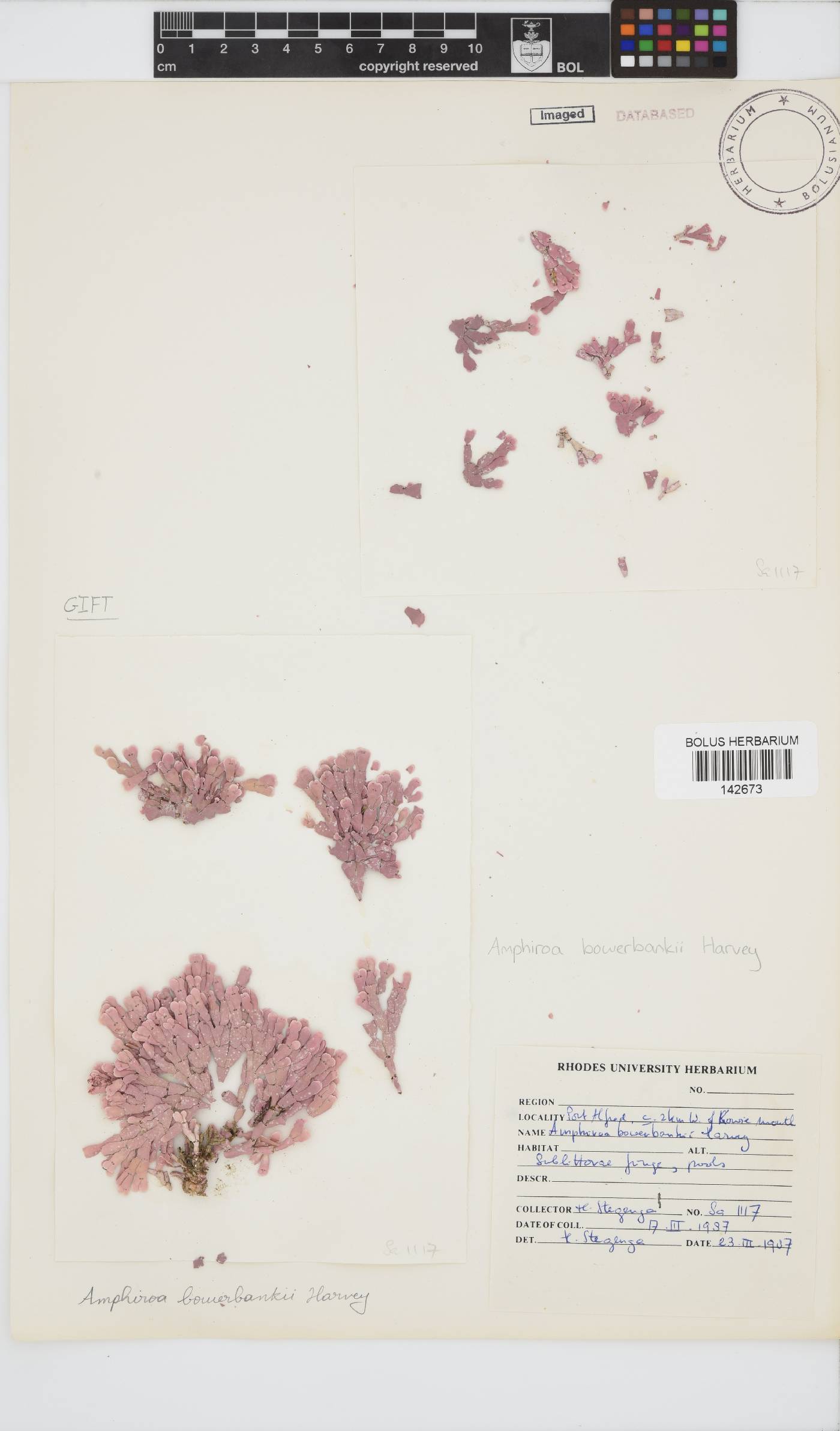 Amphiroa bowerbankii image