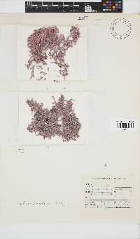 Amphiroa bowerbankii image
