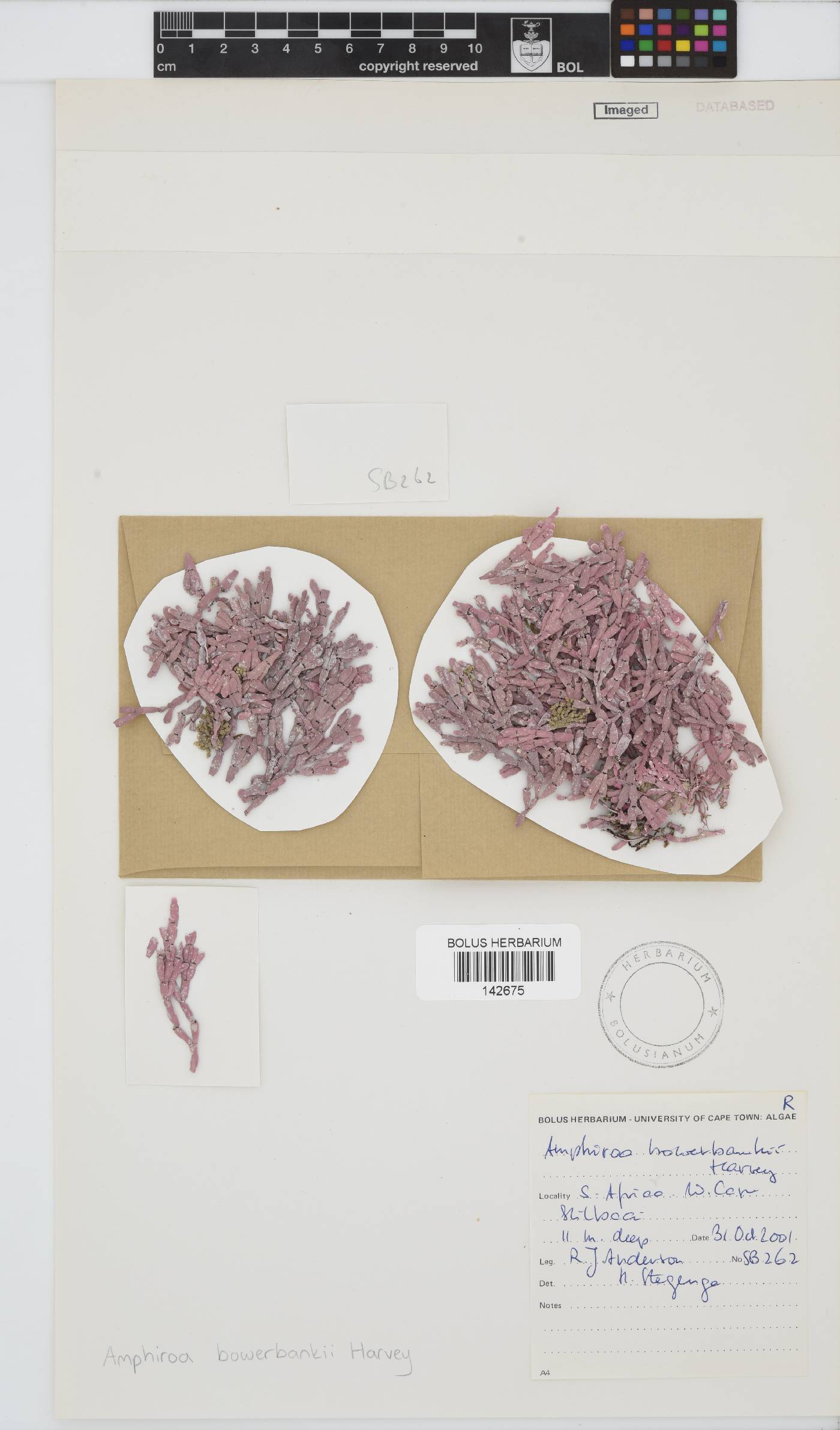 Amphiroa bowerbankii image