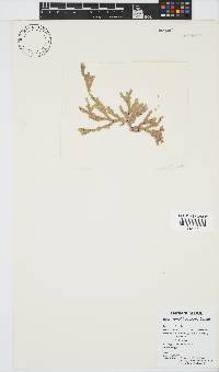 Amphiroa bowerbankii image