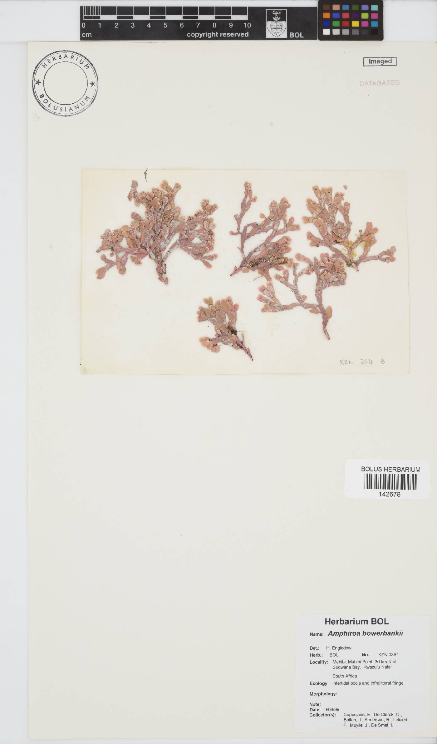 Amphiroa bowerbankii image