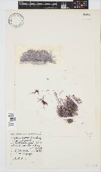 Amphiroa capensis image