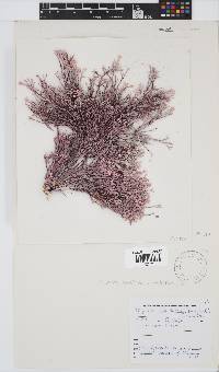 Amphiroa ephedraea image