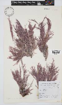 Amphiroa ephedraea image