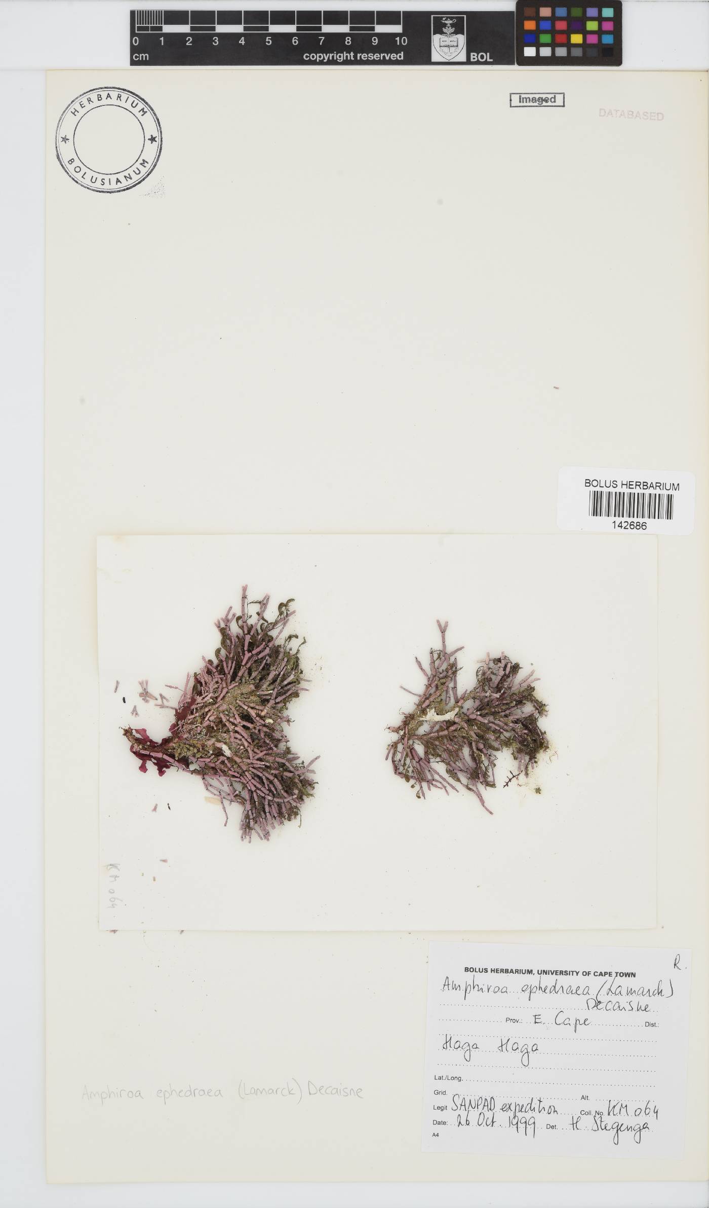Amphiroa ephedraea image