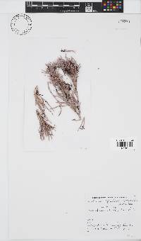 Amphiroa ephedraea image