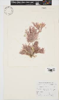 Amphiroa ephedraea image