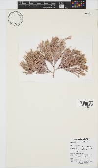 Amphiroa ephedraea image