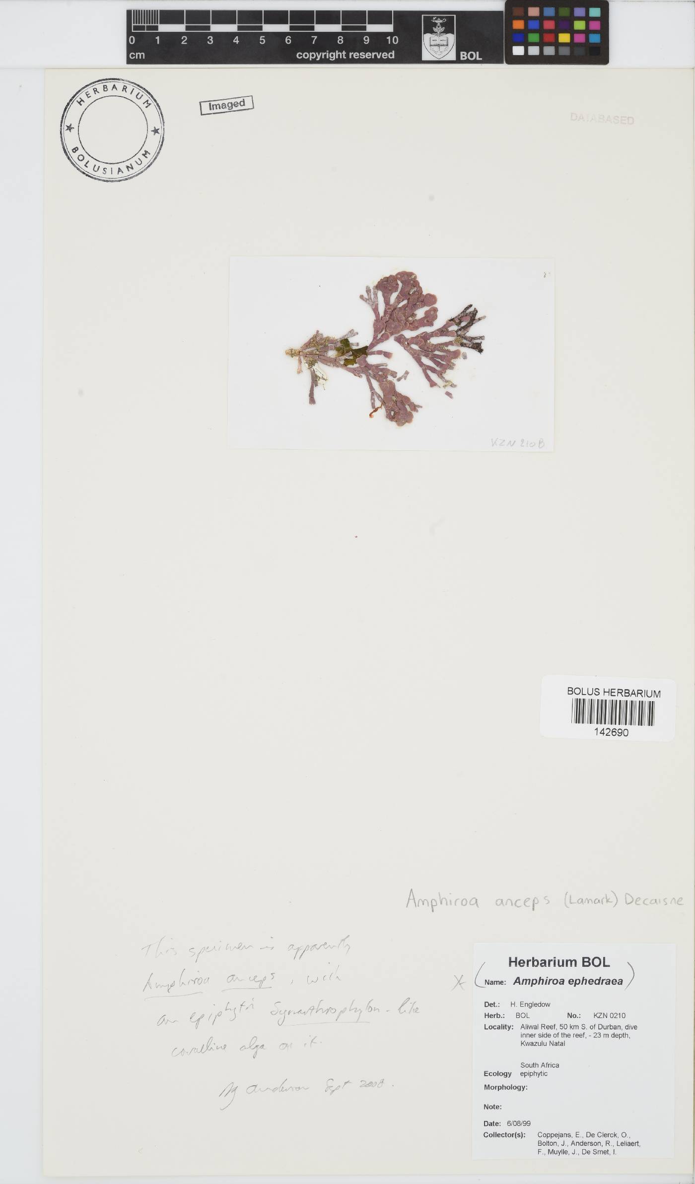 Amphiroa anceps image