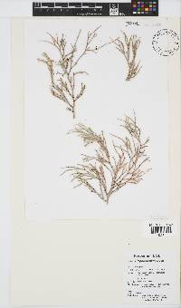 Amphiroa ephedraea image