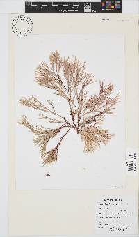 Amphiroa ephedraea image
