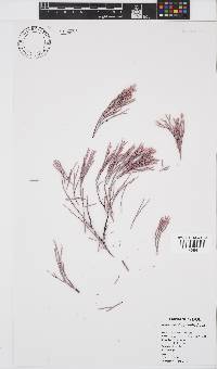 Amphiroa ephedraea image