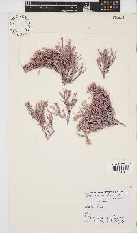Amphiroa ephedraea image