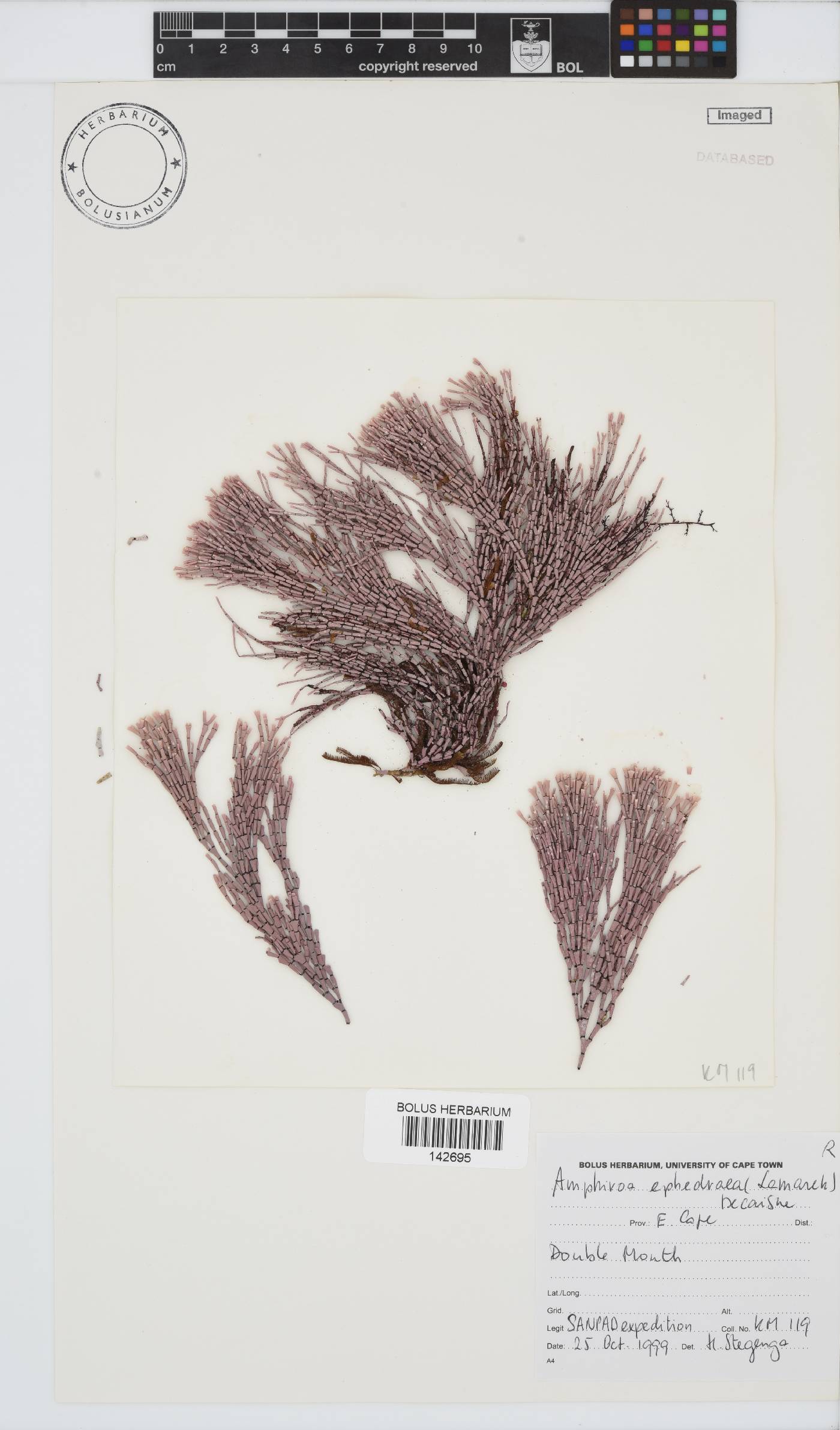 Amphiroa ephedraea image