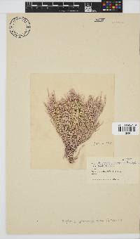 Amphiroa ephedraea image