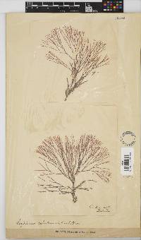 Amphiroa ephedraea image