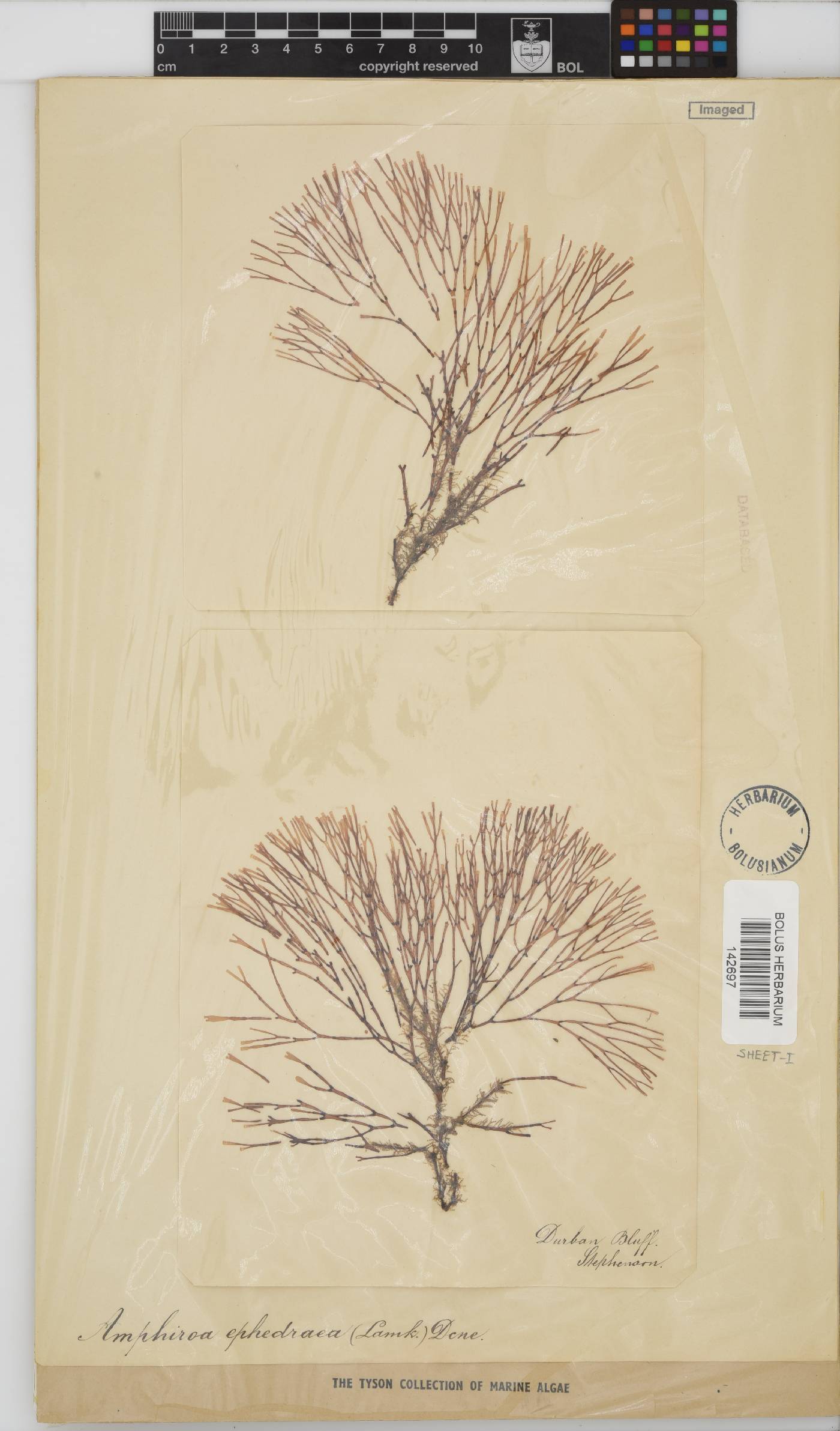 Lithophyllaceae image