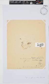 Amphiroa ephedraea image