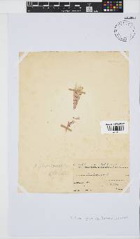 Amphiroa ephedraea image