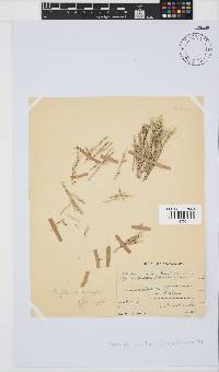 Amphiroa ephedraea image