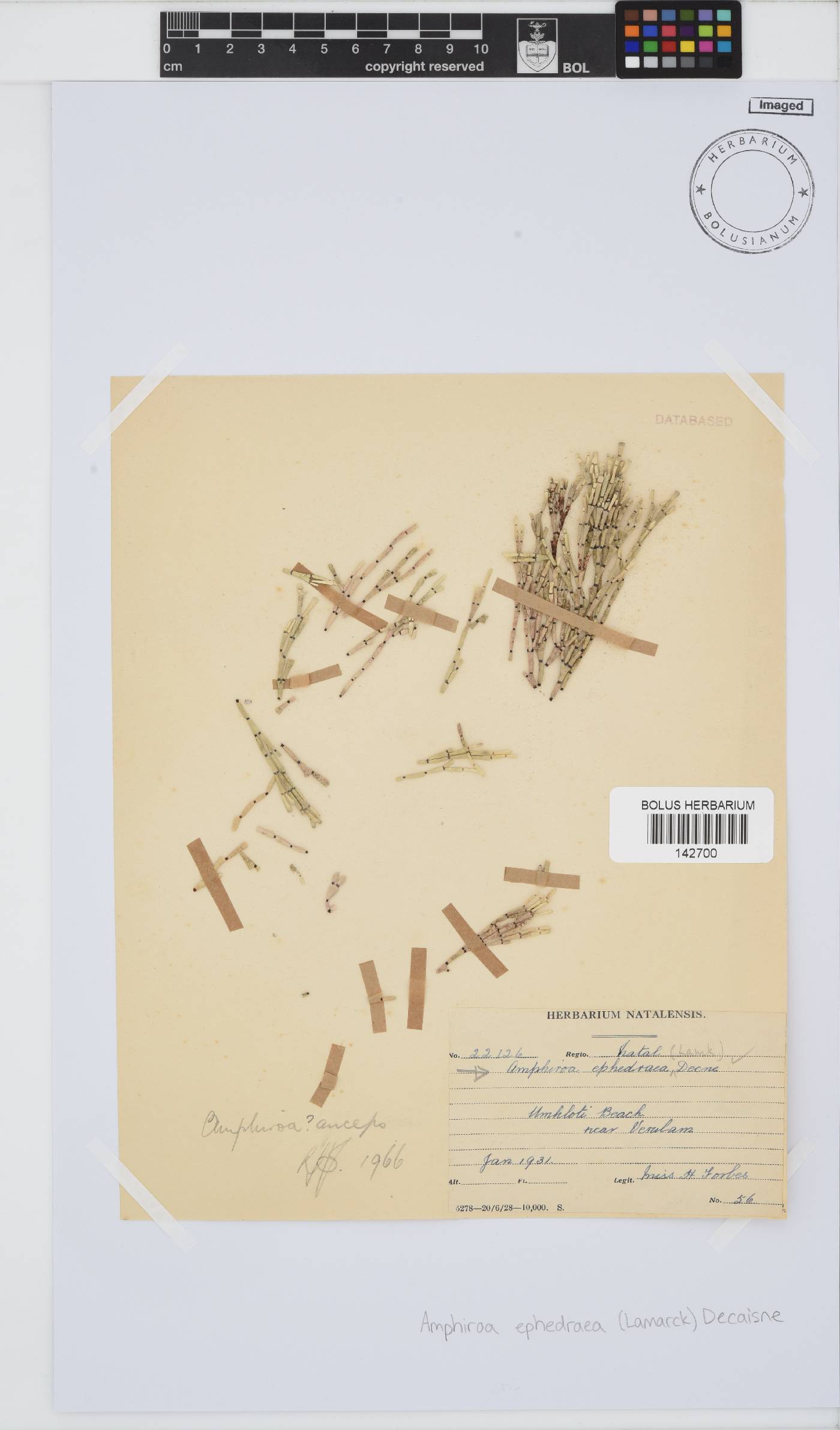 Amphiroa ephedraea image