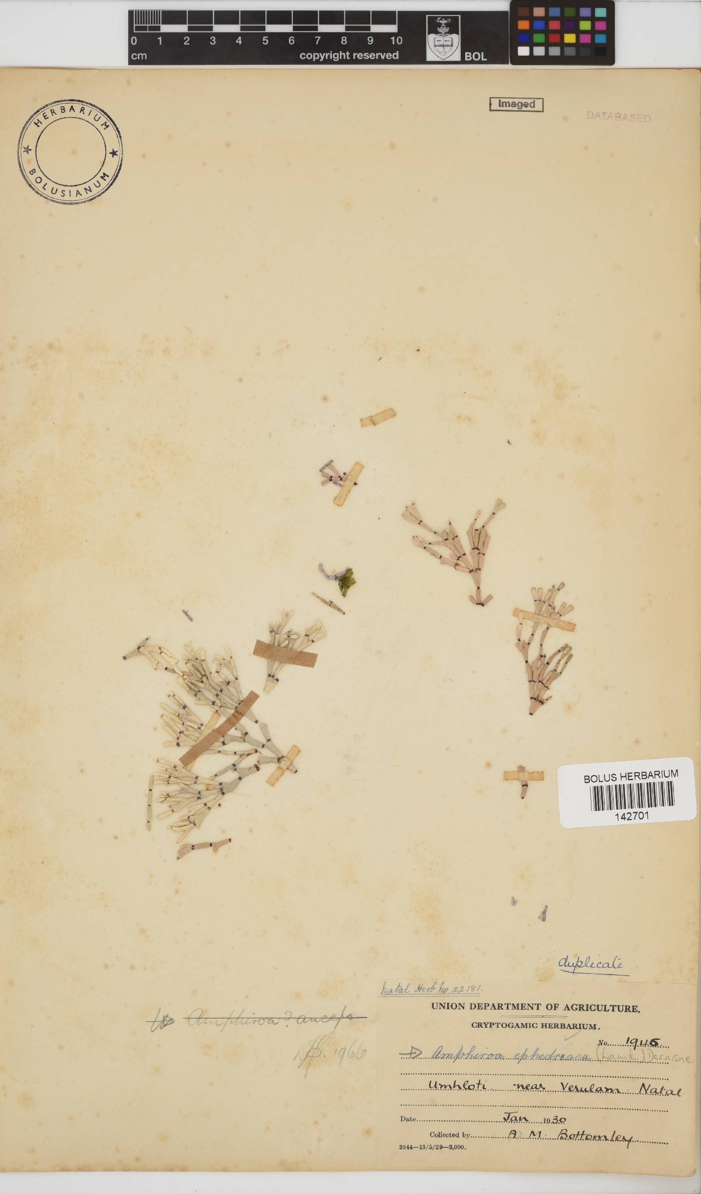 Amphiroa ephedraea image