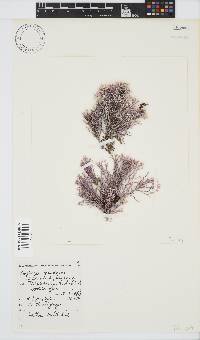 Amphiroa ephedraea image