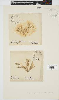 Amphiroa ephedraea image