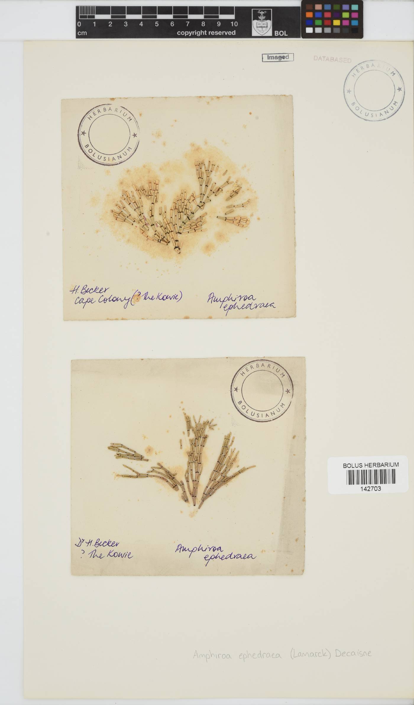 Amphiroa ephedraea image