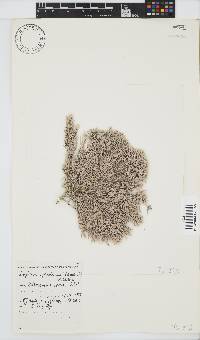 Amphiroa ephedraea image