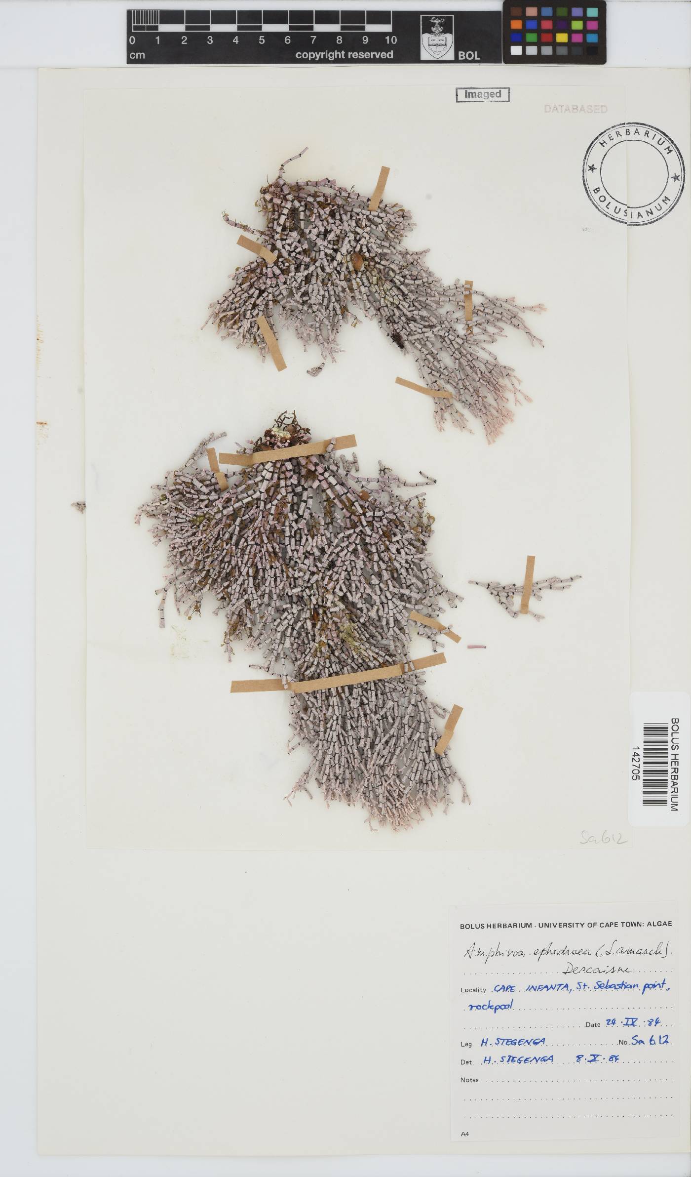 Amphiroa ephedraea image