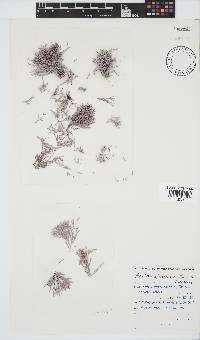 Amphiroa ephedraea image