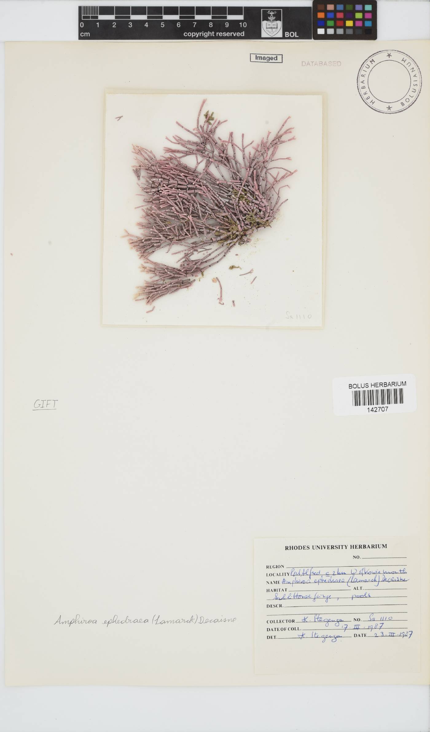 Amphiroa ephedraea image