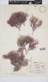 Amphiroa ephedraea image