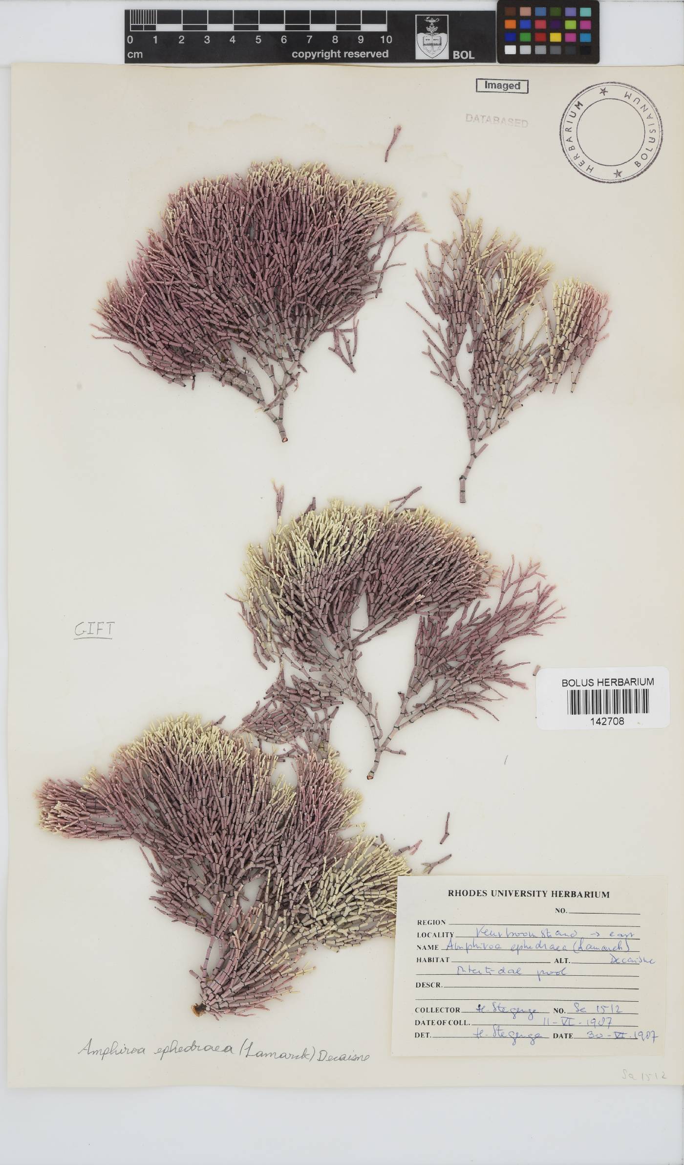 Amphiroa ephedraea image