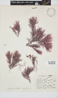 Amphiroa ephedraea image