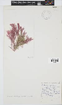 Amphiroa ephedraea image