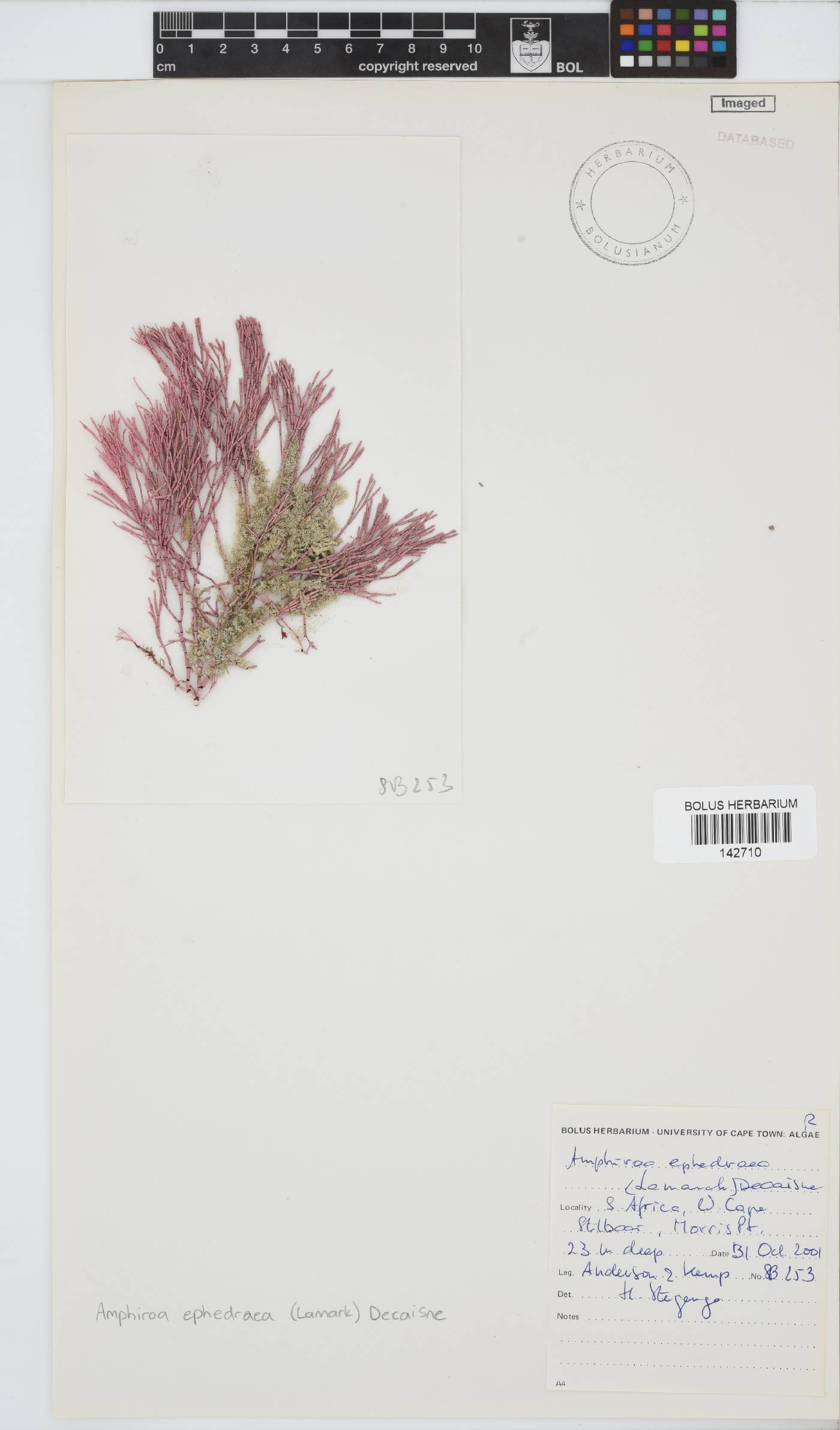 Amphiroa image