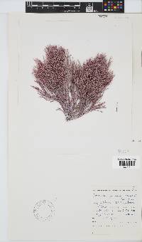 Amphiroa ephedraea image