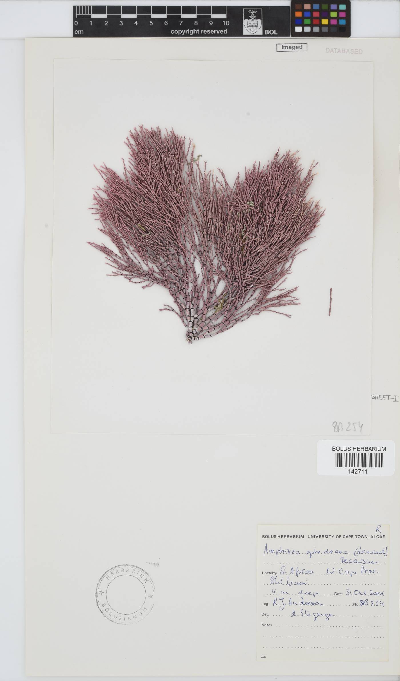 Amphiroa image