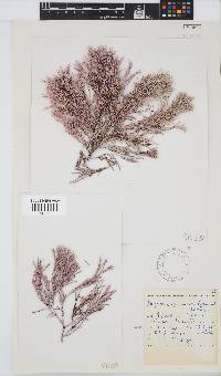 Amphiroa ephedraea image